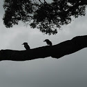 Kookaburra