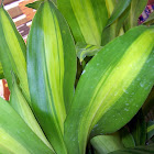 Cornstalk Draceana