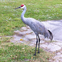 Sandhill Crane