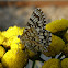 Latticed Heath