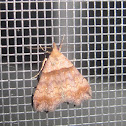 Ambiguous Moth (female)