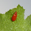 Red Pumpkin Beetle