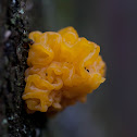 Gele trilzwam (Tremella mesenterica)