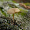 American Simocybe