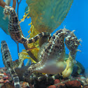 Potbelly Seahorse