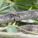 Longhorn Beetle