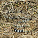 Western Diamondback Rattlesnake