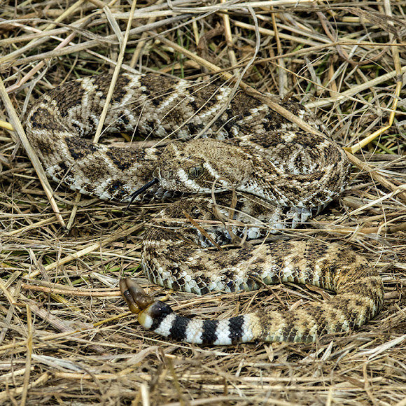 Spotting Image 1