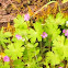Dovefoot geranium