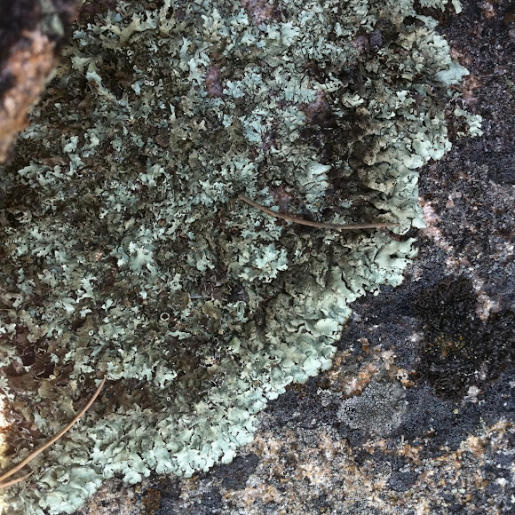 Spotting Image 1