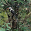 Von der Decken's Hornbill