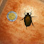 June Bug