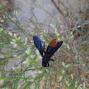 Blue-winged wasp