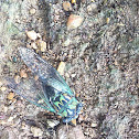 Cicada