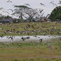 Oriental Pratincole