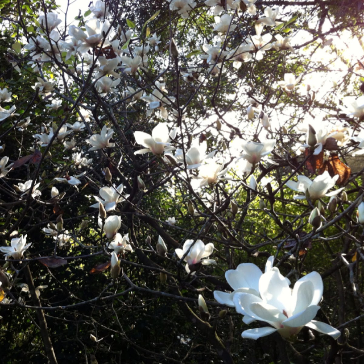 Magnolia