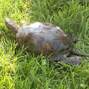 European pond terrapin