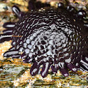 Shingle Urchin