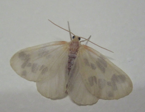 Spotting Image 1