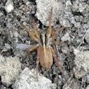 Spider