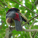 Collared Aracari