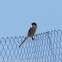 Southern Grey Shrike; Alcaudón Real