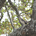 Northern Mockingbird