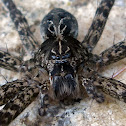 Dark Fishing Spider