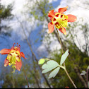 Eastern red columbine