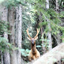 Elk