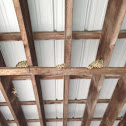 Barn Swallow Nests