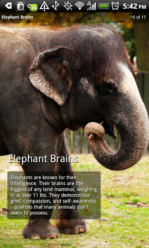 【免費教育App】Elephants Photo Book-APP點子