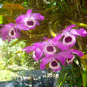 Dendrobium Orchid