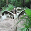 Saddlebill Stork