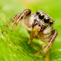 Zebra Jumping Spider
