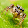 Jumping Spiders of Ontario