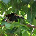 Chestnut-eared Aracari