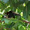 Chestnut-eared Aracari
