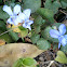 Common Blue Violet