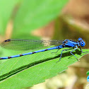 Libélula