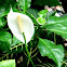 Peace Lily