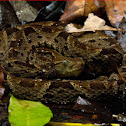 Fer de lance, terciopelo