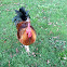 Rooster