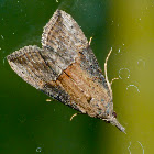 Green cloverworm