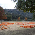 Common Pumpkin