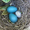 Cowbird egg