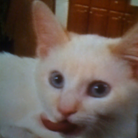 Spotting Image 1