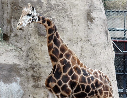 [crook necked giraffe[2].jpg]