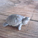 Diamondback Terrapin