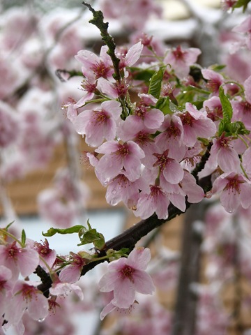 [Spring Snow 018[2].jpg]